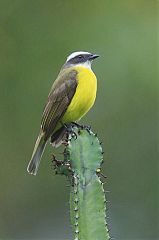 Social Flycatcher